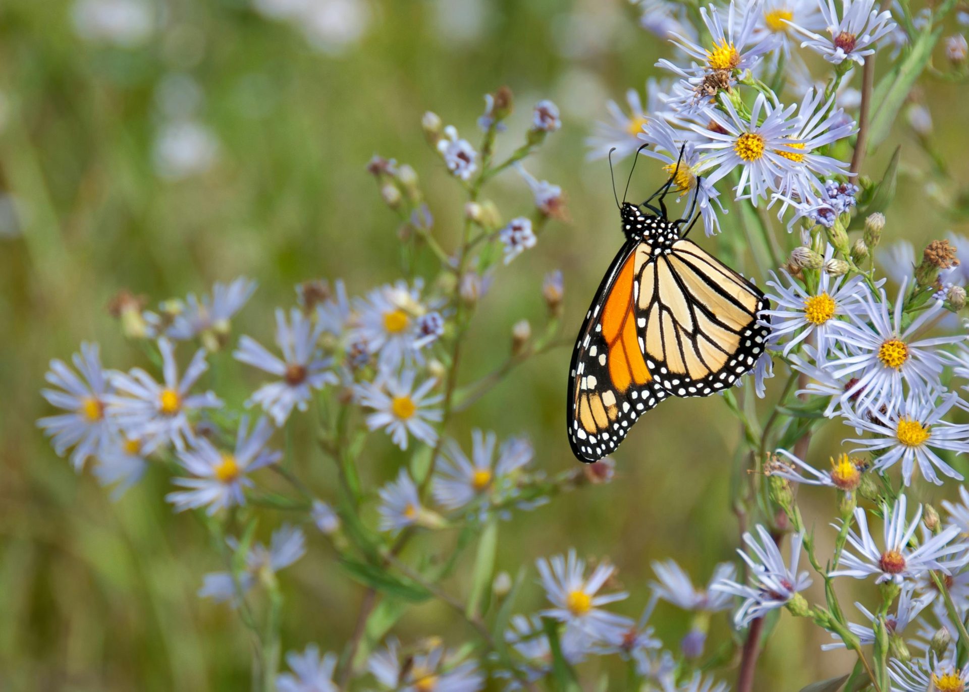 Monarch butterfly resting on vibrant aster flowers, showcasing nature's beauty at Wasaga Beach.