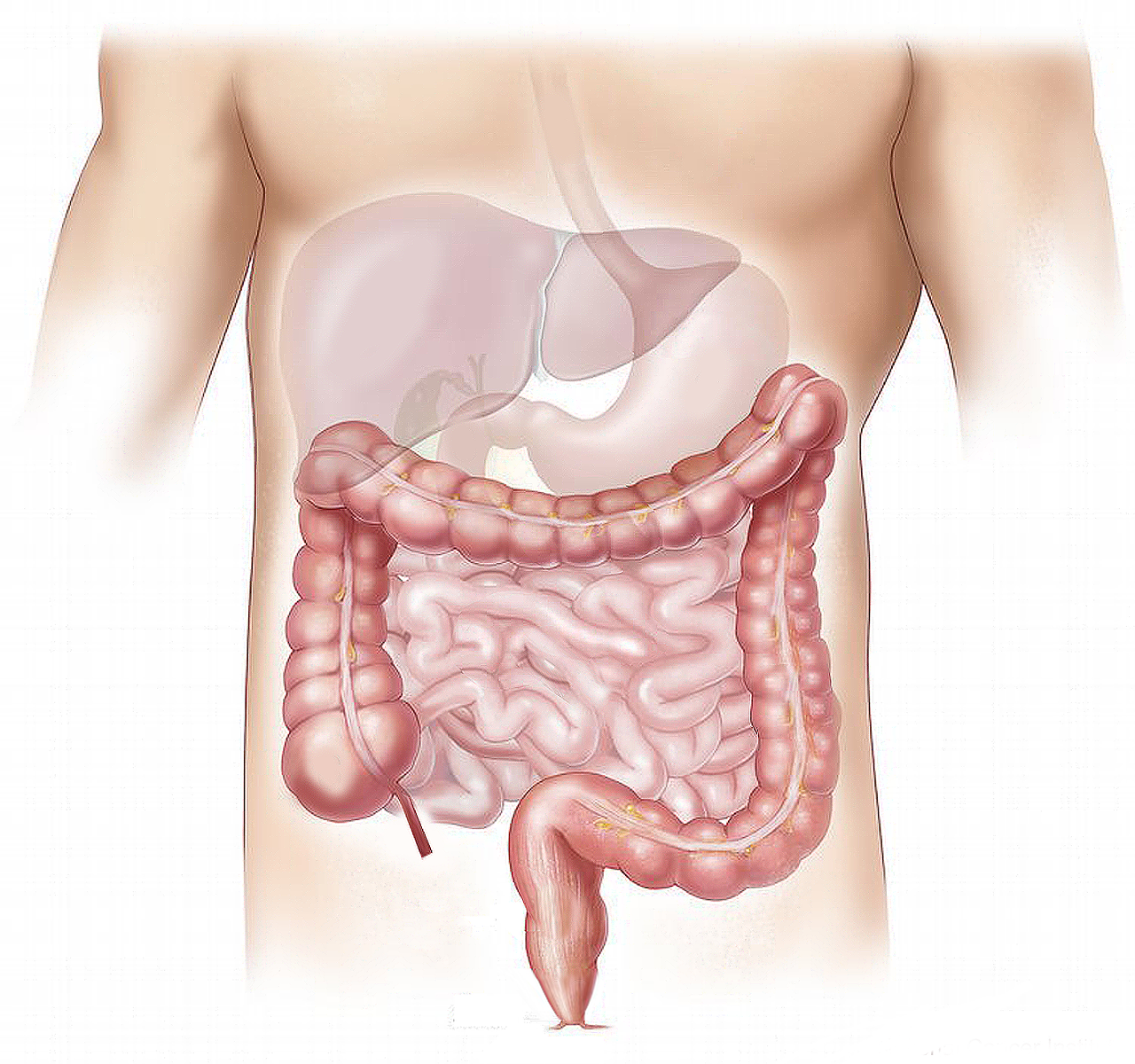 offal, marking, medical, colon, liver, small intestine, belly, human, organs, salivary gland, colon, colon, colon, liver, liver, liver, liver, liver